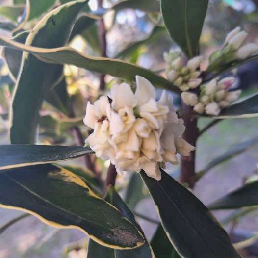 Daphne Odora, marginata white